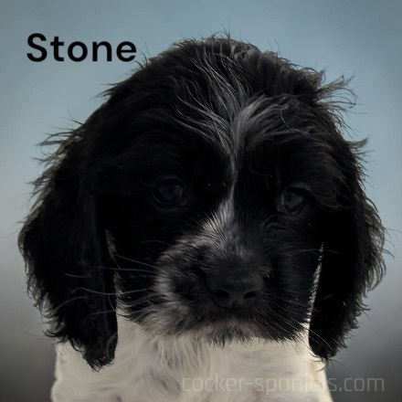 puppy, for, sale, Cocker Spaniel, Joe & Cherri  Overlease, dog, breeder, Miller, MO, dog-breeder, puppy-for-sale, forsale, nearby, find, puppyfind, locator, puppylocator, aca